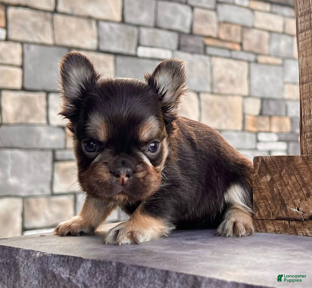 French Bulldog dogs for sale: Kenny - Ad 2