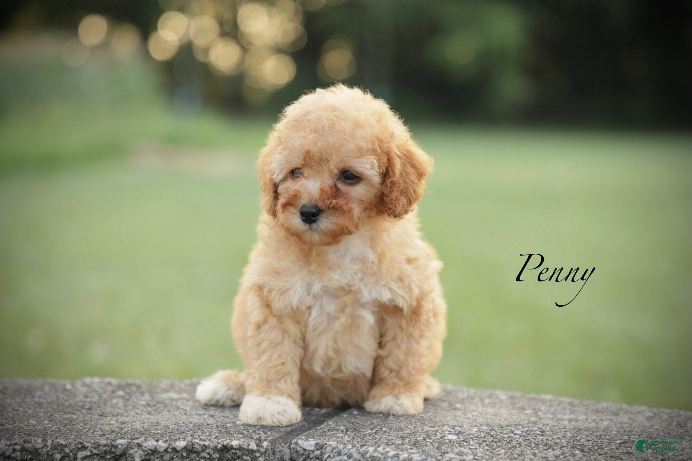 Miniature Poodle dogs Penny - Ad 1