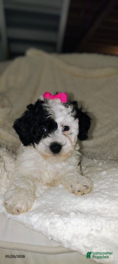 Miniature Poodle dogs Sunny - Ad 2