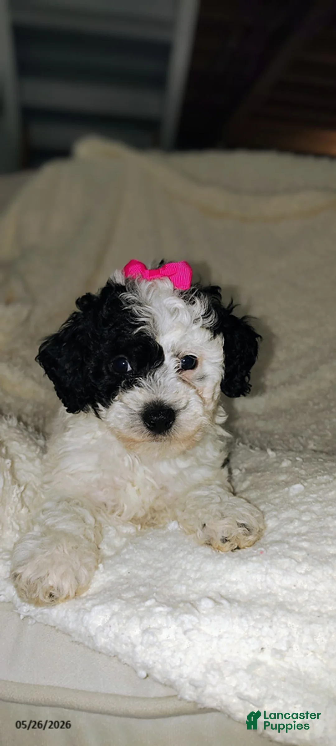 Miniature Poodle dogs for sale: Sunny - Ad 2