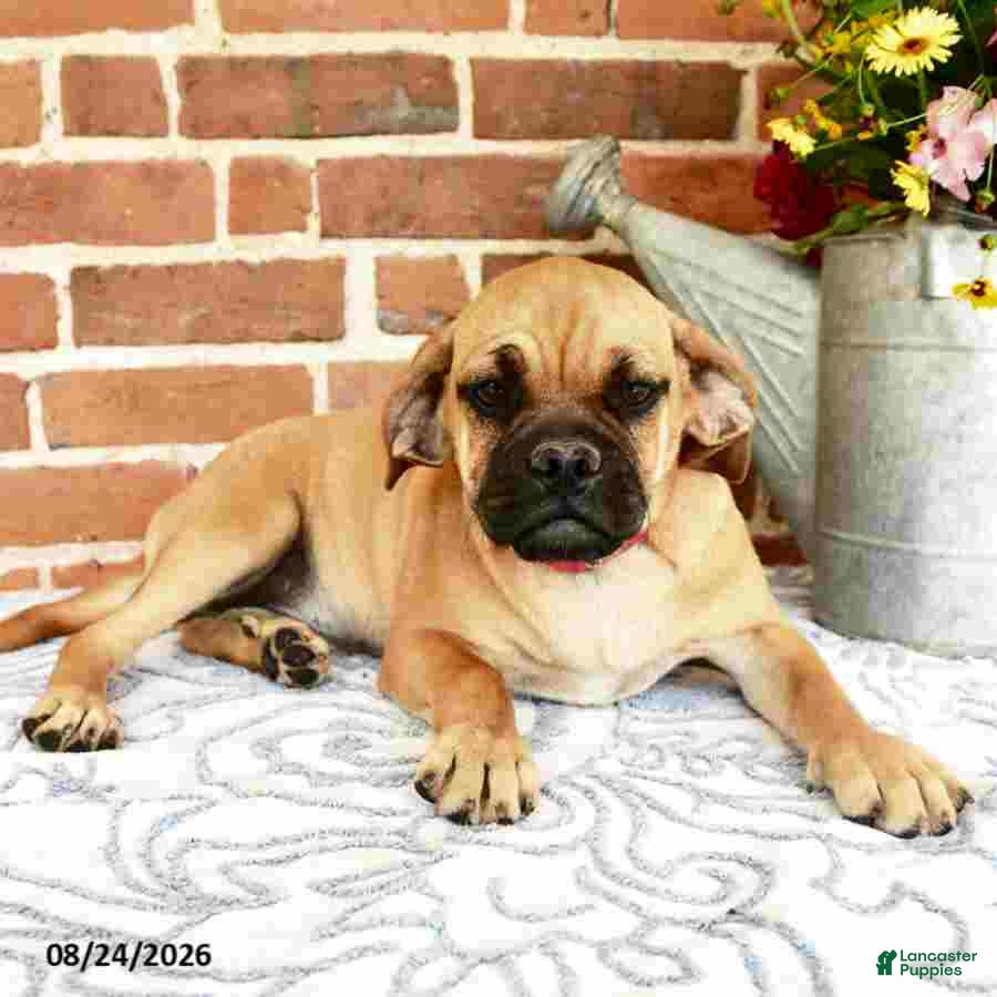 Puggle dogs Ramona - Ad 2