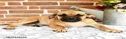 Puggle dogs for sale: Ramona - Ad 2