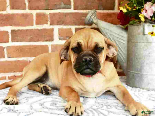Puggle dogs for sale: Ramona - Ad 2