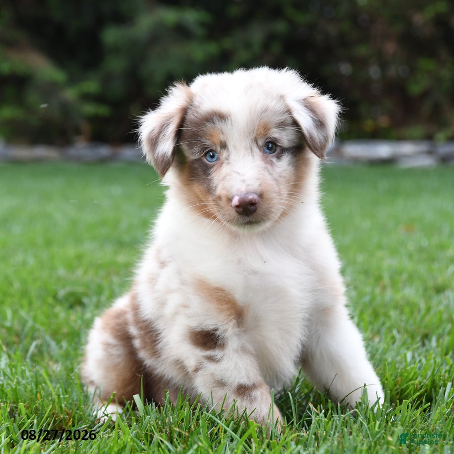 Australian Shepherd dogs Kanga - Ad 1