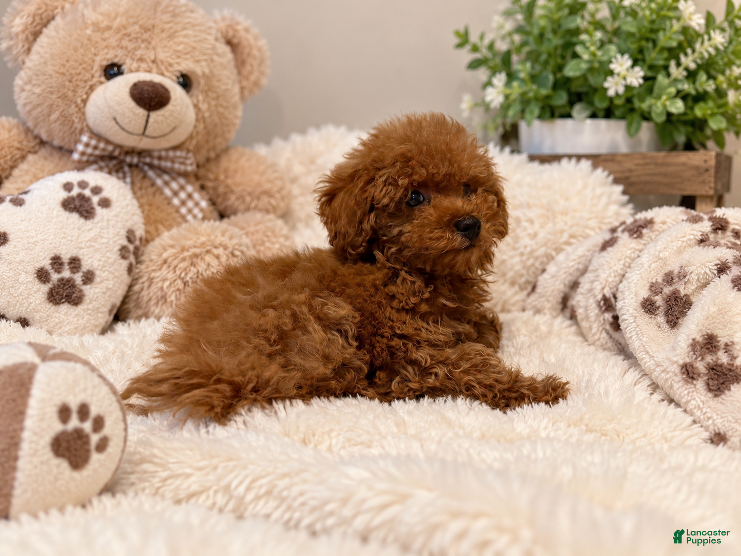 Maltipoo dogs Chérie - Ad 31