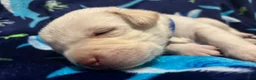 Labrador Retriever dogs for sale: Simon (blue)  - Ad 2