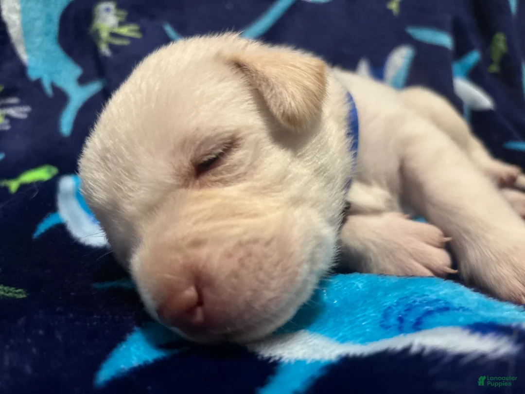 Labrador Retriever dogs for sale: Simon (blue)  - Ad 2