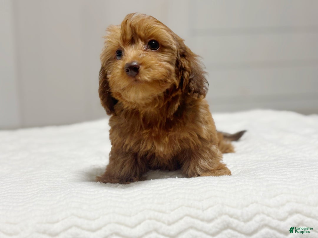 Miniature Dachshund dogs for sale: Mazzy - Ad 2