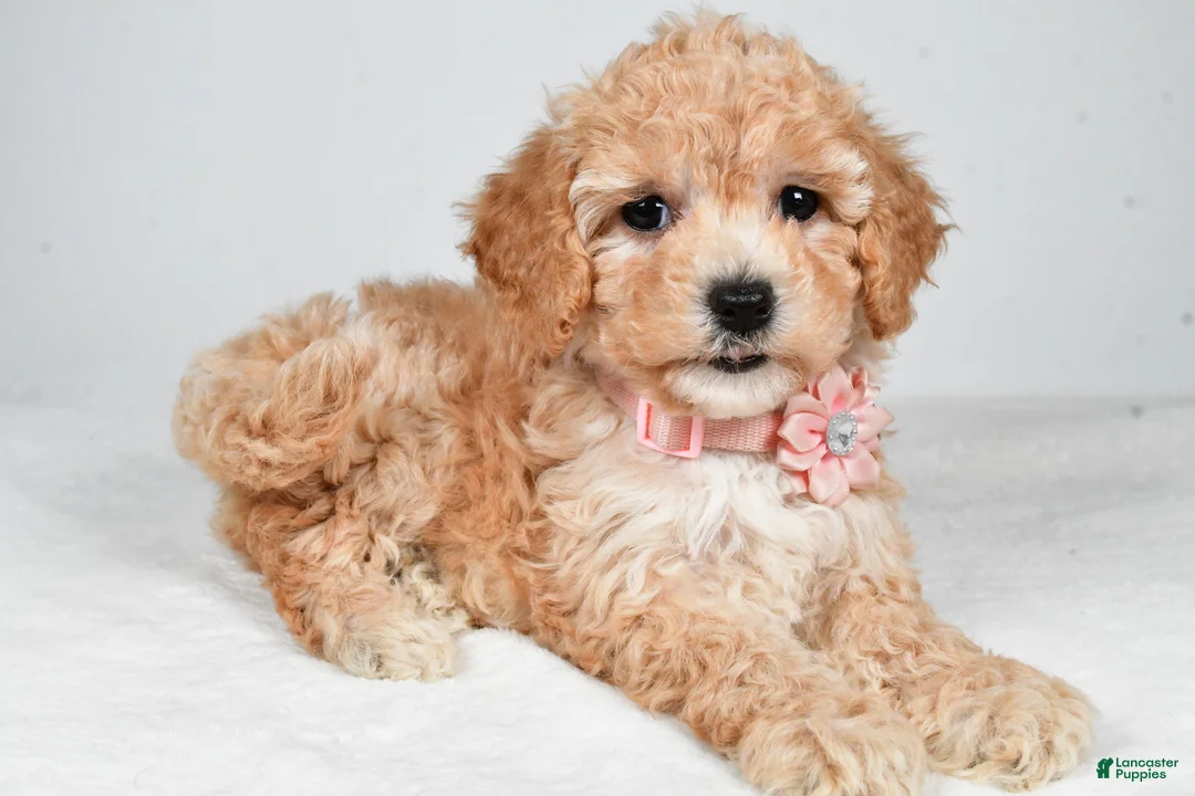 Bichpoo dogs for sale: Monica - Ad 1