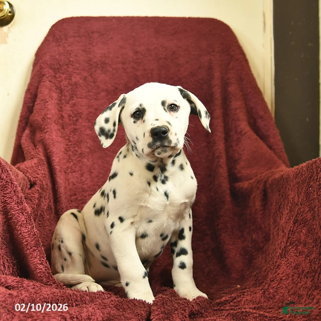 Dalmatian dogs for sale: Samantha  - Ad 1