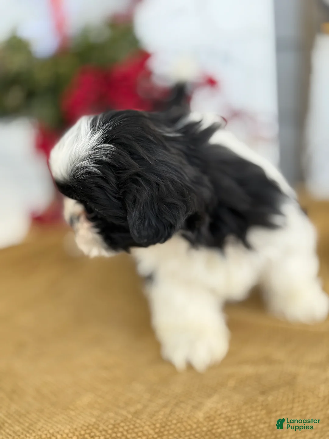 Shih Tzu dogs for sale: Pip - Ad 4