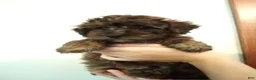 Havapoo dogs for sale: Nile - Ad 7