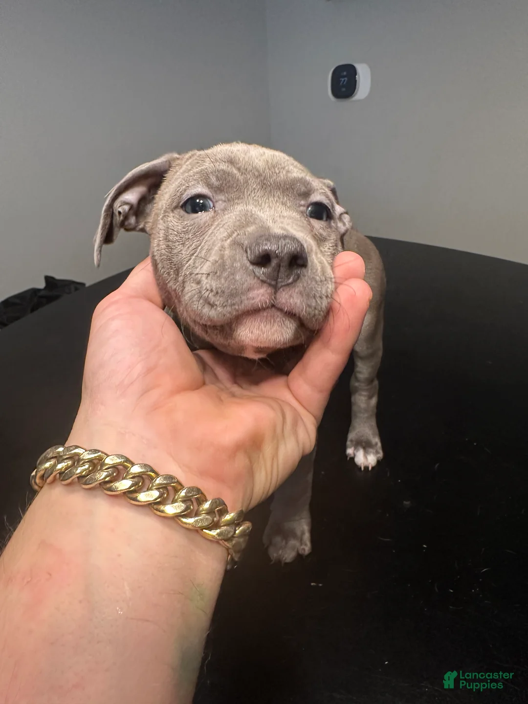 American Staffordshire Terrier dogs for sale: American Staffordshire Terrier Puppy 3 - Ad 2