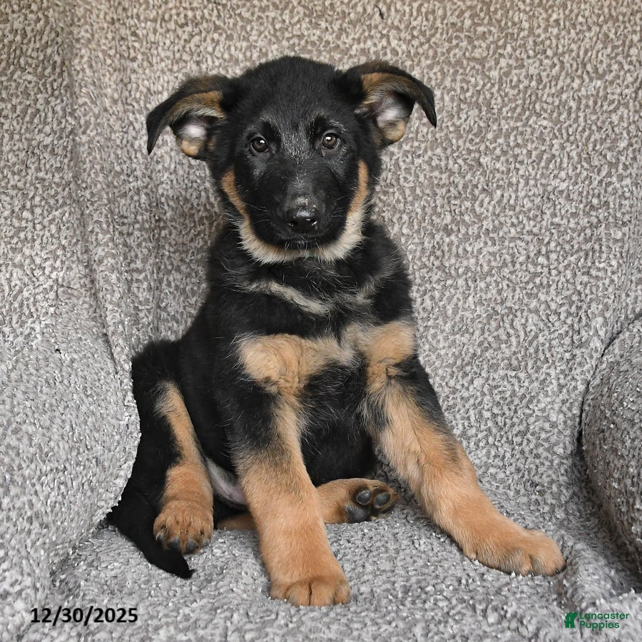 German Shepherd dogs Sage - Ad 12