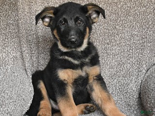 German Shepherd dogs Sage - Ad 12