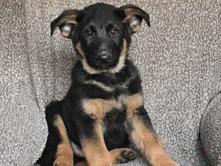 German Shepherd dogs Sage - Ad 18