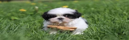 Shih Tzu dogs for sale: Asher - Ad 3