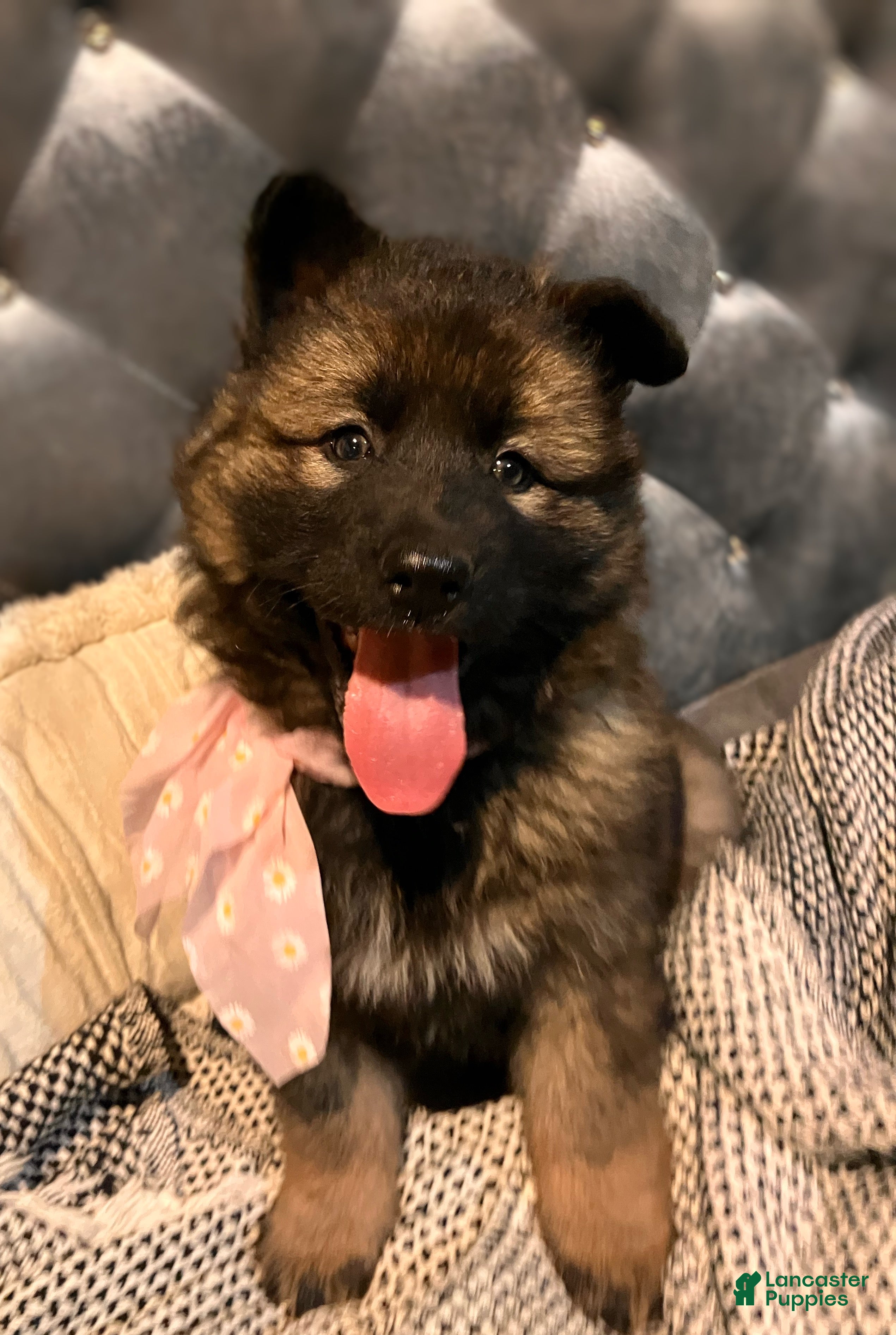 German Shepherd dogs ♥️SWEET SABLE ♥️ - Ad 36