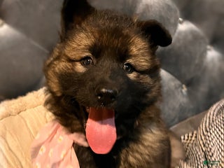 German Shepherd dogs ♥️SWEET SABLE ♥️ - Ad 36