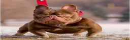 French Bulldog dogs for sale: Jerry - Ad 3