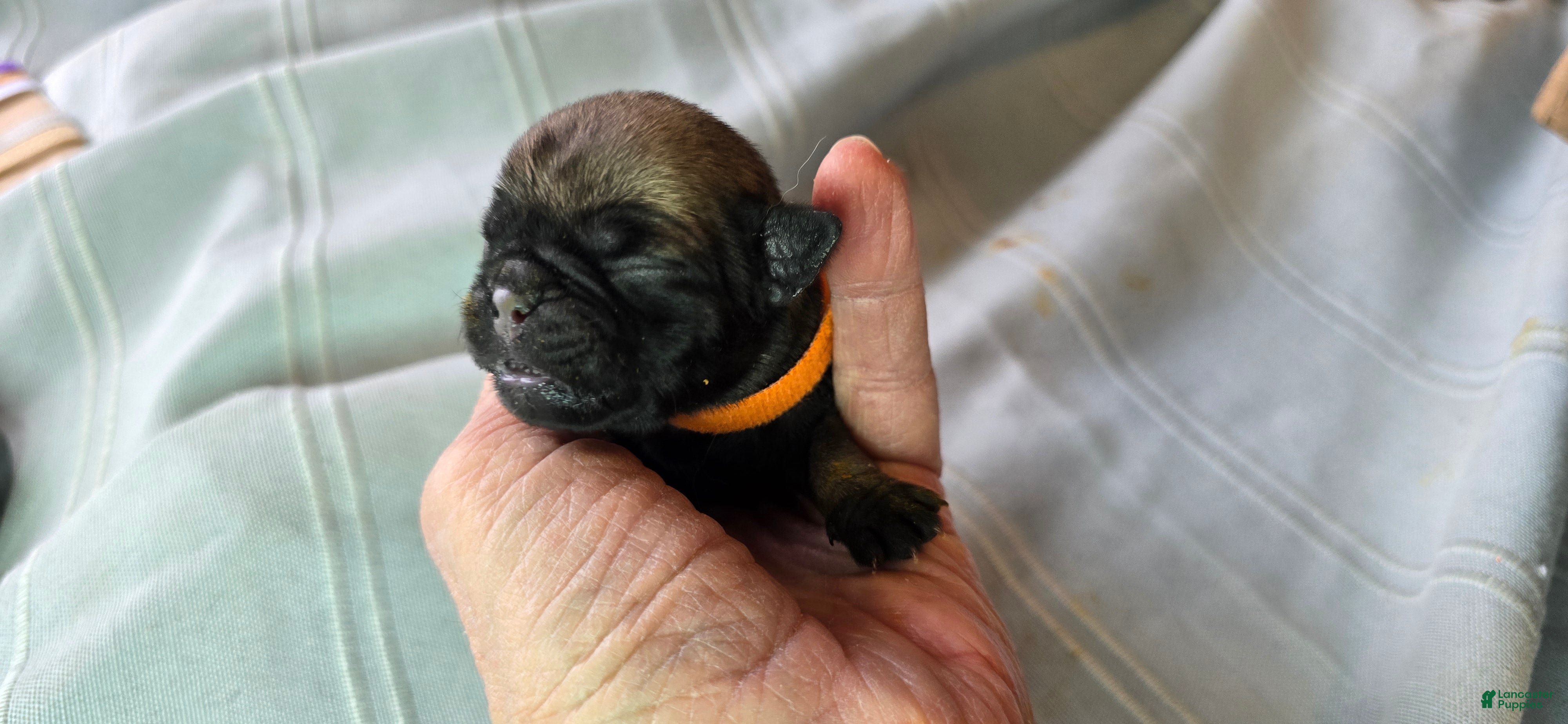 Pug dogs Nakita - Ad 32