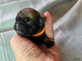 Pug dogs Nakita - Ad 42