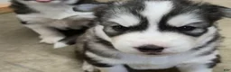 Siberian Husky dogs for sale: Siberian Husky 3 - Ad 4