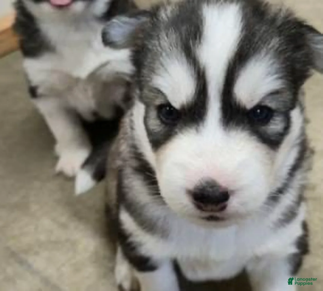 Siberian Husky dogs for sale: Siberian Husky 3 - Ad 4