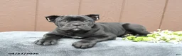 Cane Corso dogs for sale: Blake - Ad 2