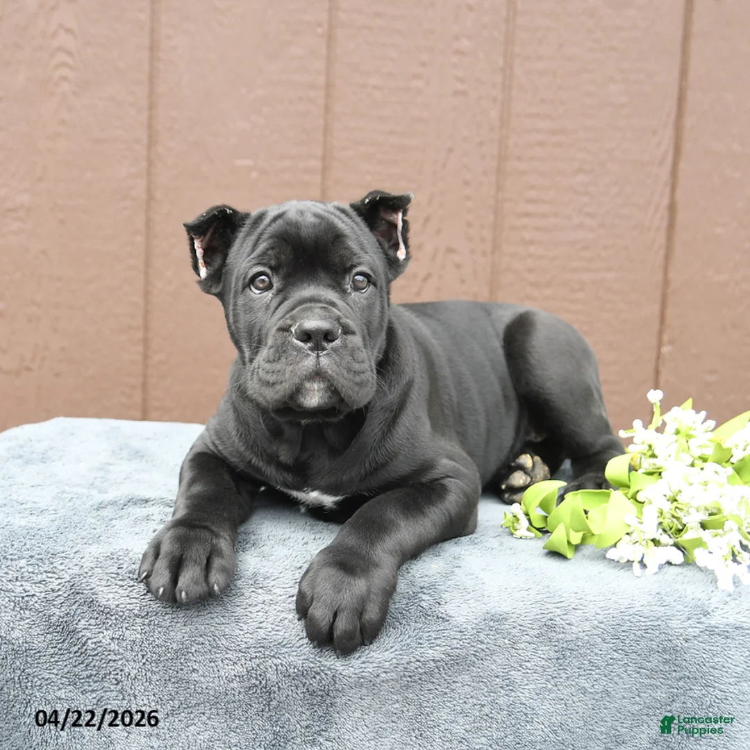Cane Corso dogs for sale: Blake - Ad 2