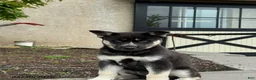Gerberian Shepsky dogs for sale: Duke - Ad 1