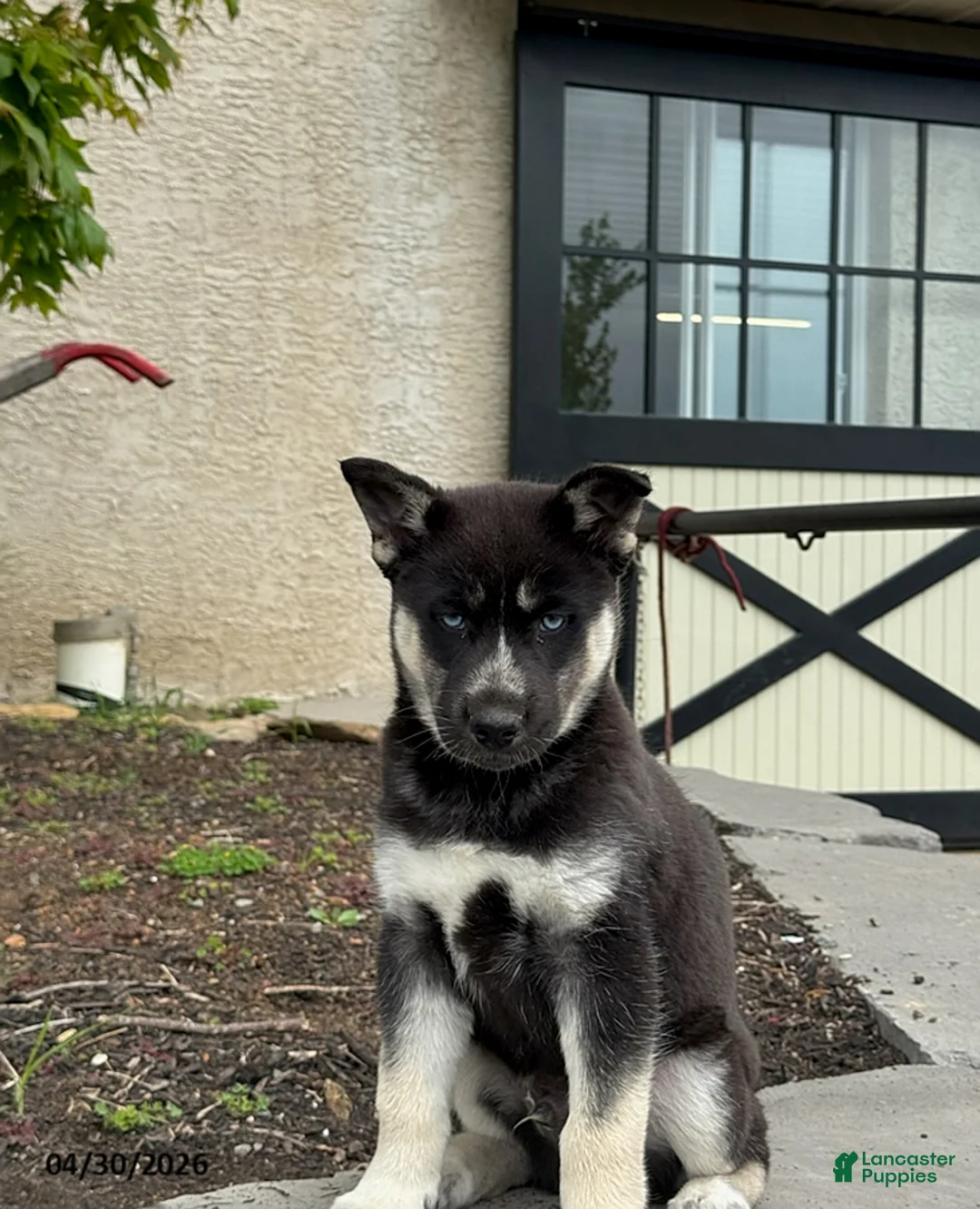 Gerberian Shepsky dogs for sale: Duke - Ad 1