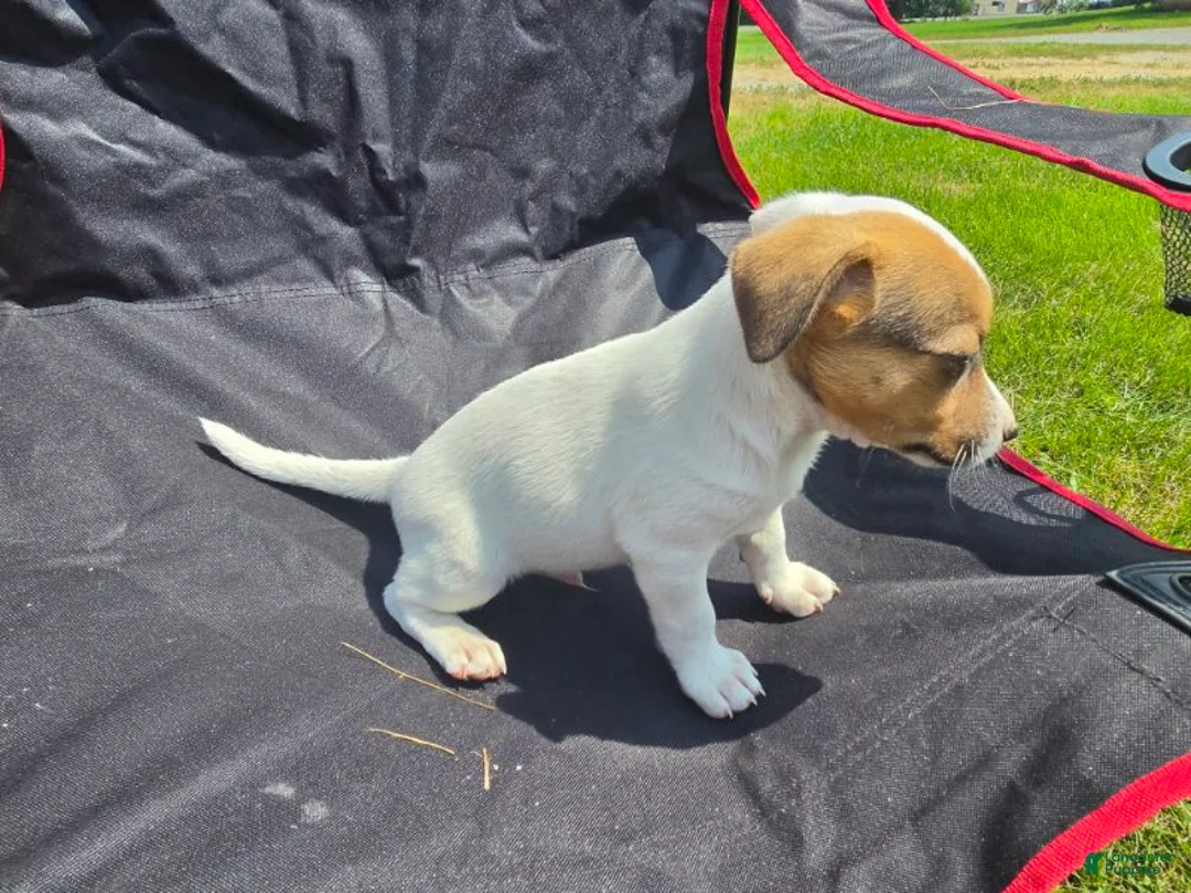 Jack Russell Terrier dogs for sale: Frankie - Ad 1