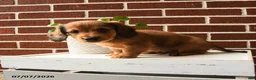 Dachshund dogs for sale: Tanner - Ad 4