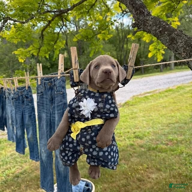 Labrador Retriever dogs Labrador Retriever Yellow - Ad 2
