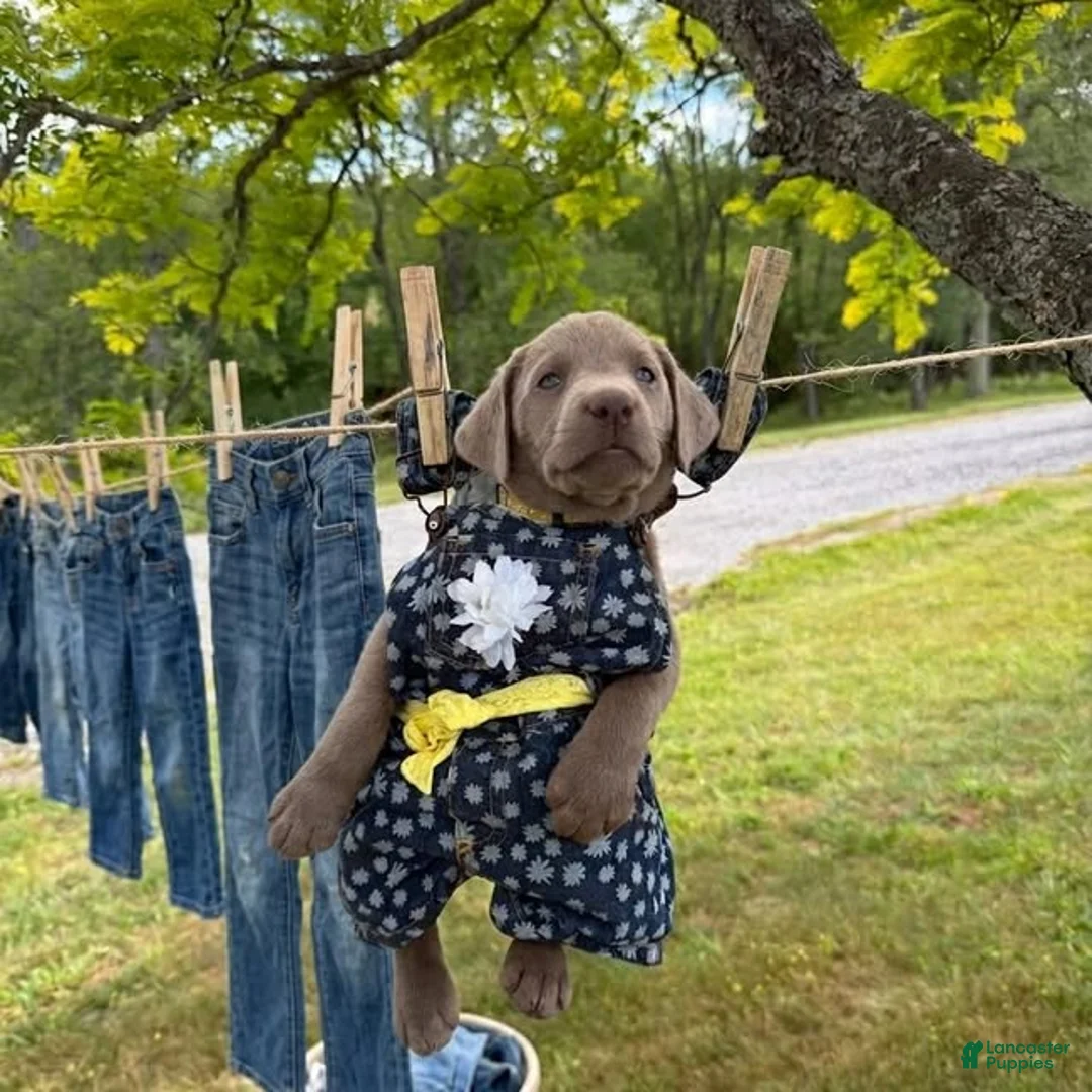 Labrador Retriever dogs for sale: Labrador Retriever Yellow - Ad 2