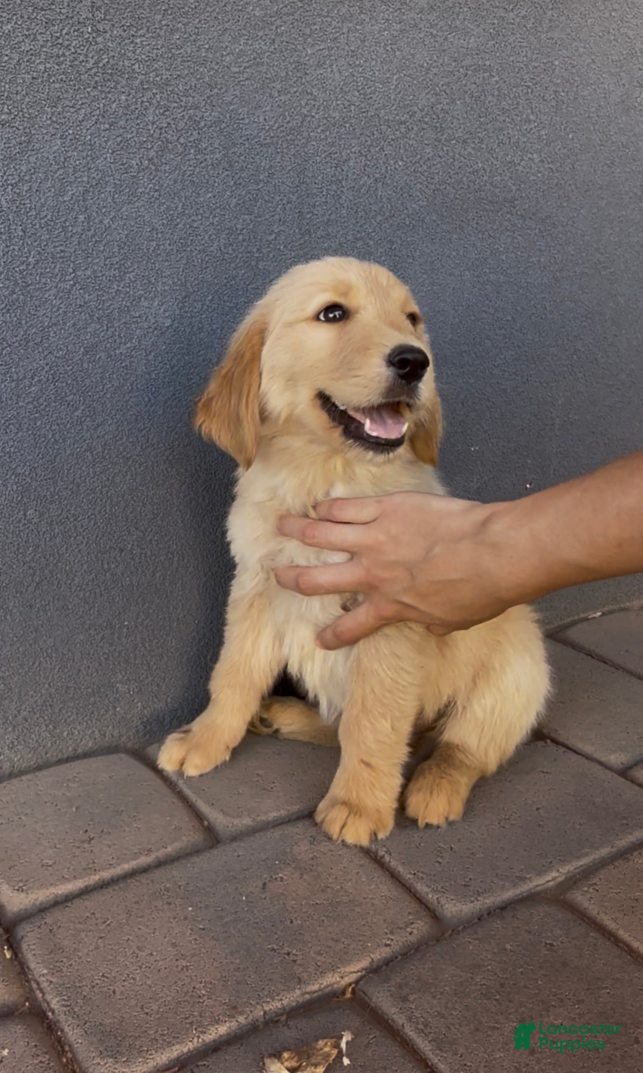 Golden Retriever dogs Male 1 - Ad 2