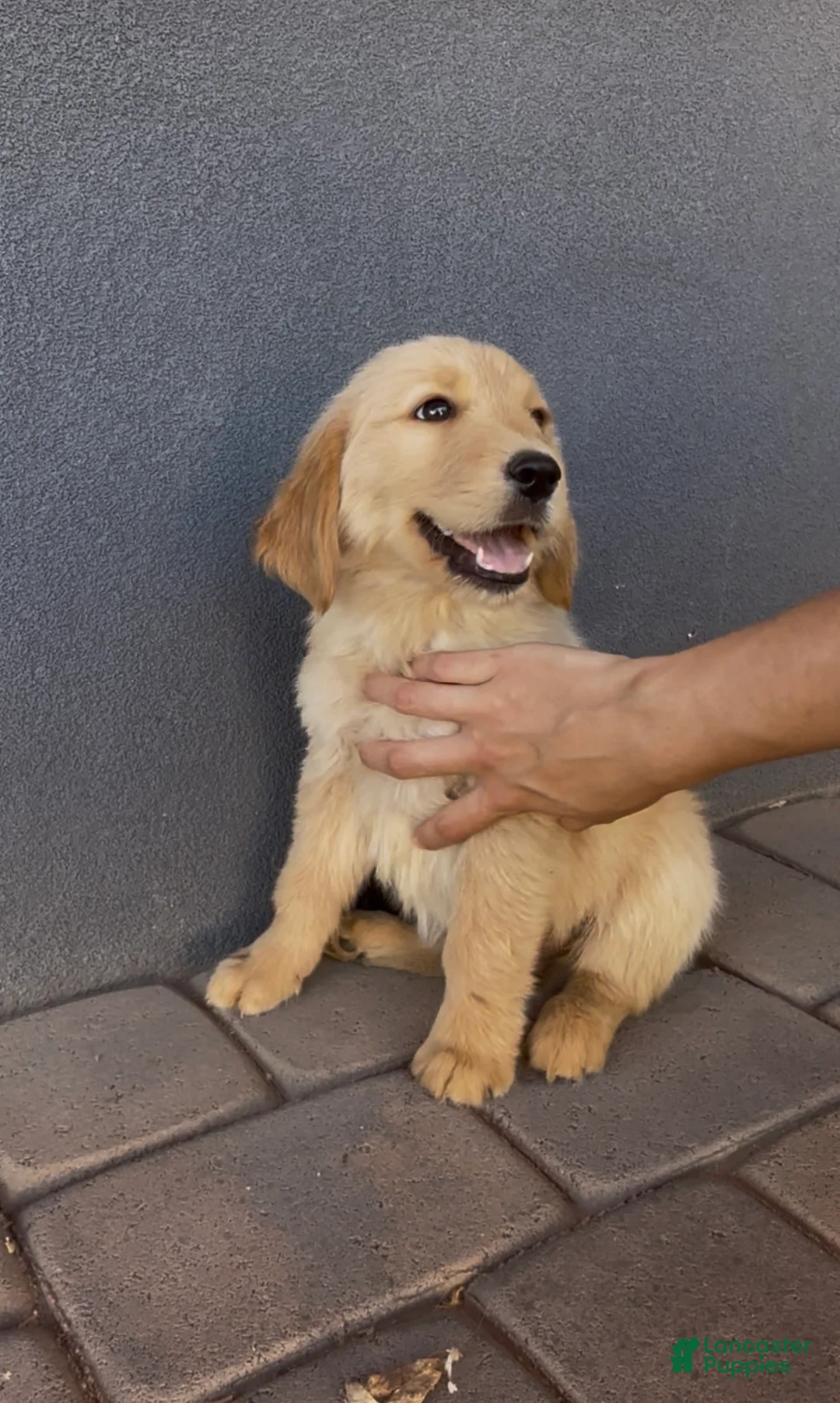 Golden Retriever dogs for sale: Male 1 - Ad 2
