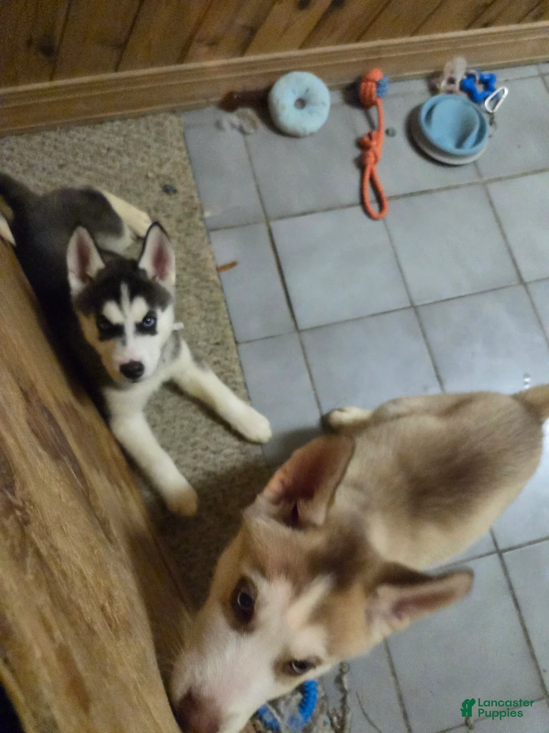 Siberian Husky dogs for sale: Sky - Ad 1