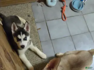 Siberian Husky dogs Sky - Ad 18