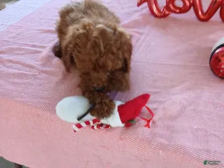 Miniature Poodle dogs Rusty - Ad 21