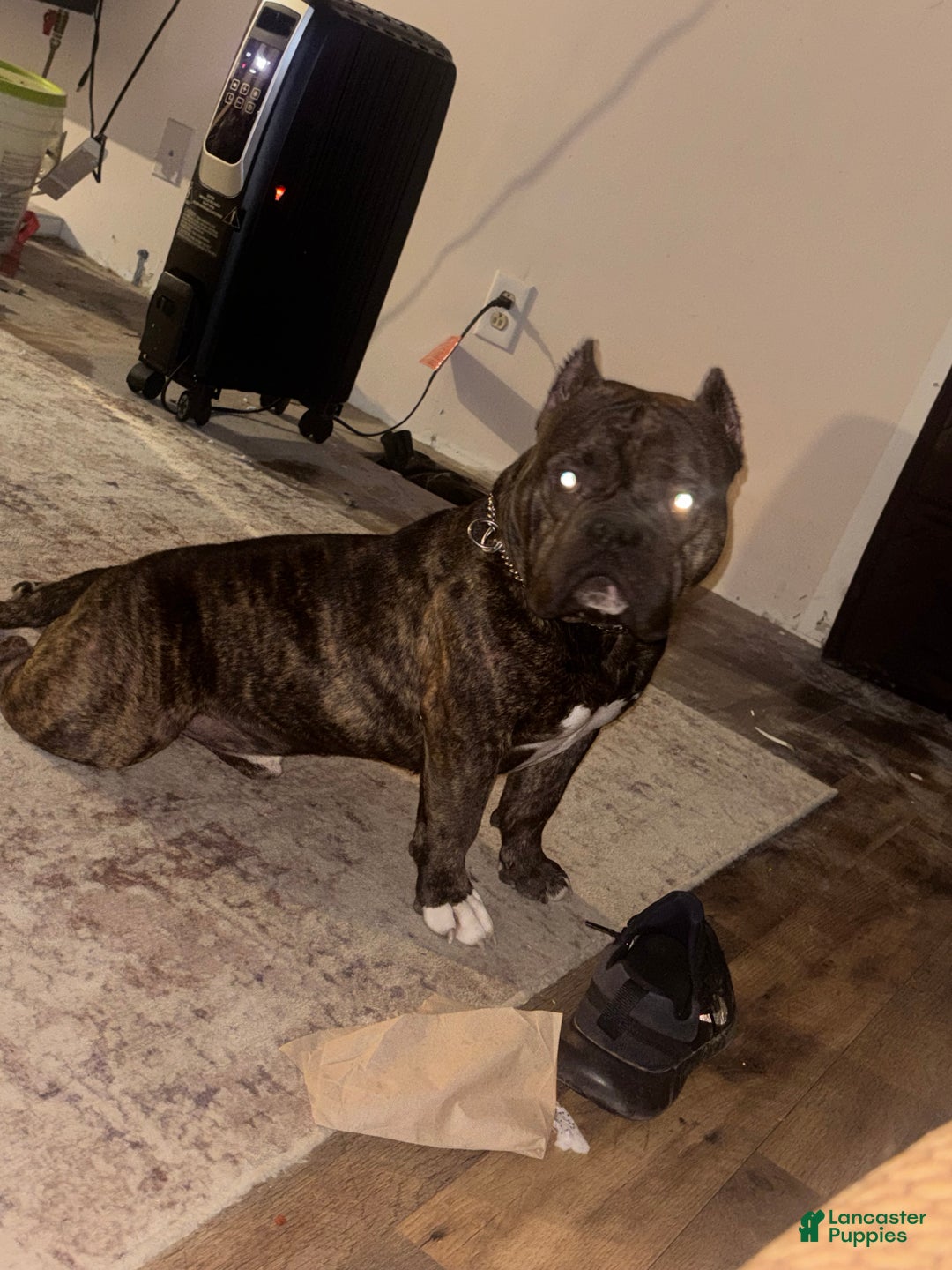 American Bully dogs for stud: Tyson - Ad 4