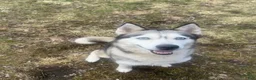 Siberian Husky dogs for sale: Siberian Husky Puppy 1 - Ad 2