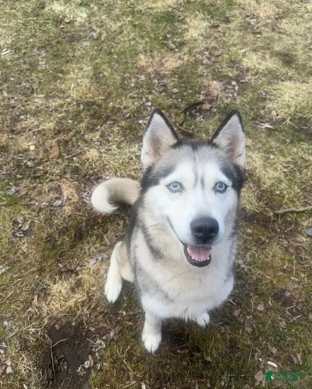 Siberian Husky dogs for sale: Siberian Husky Puppy 1 - Ad 2