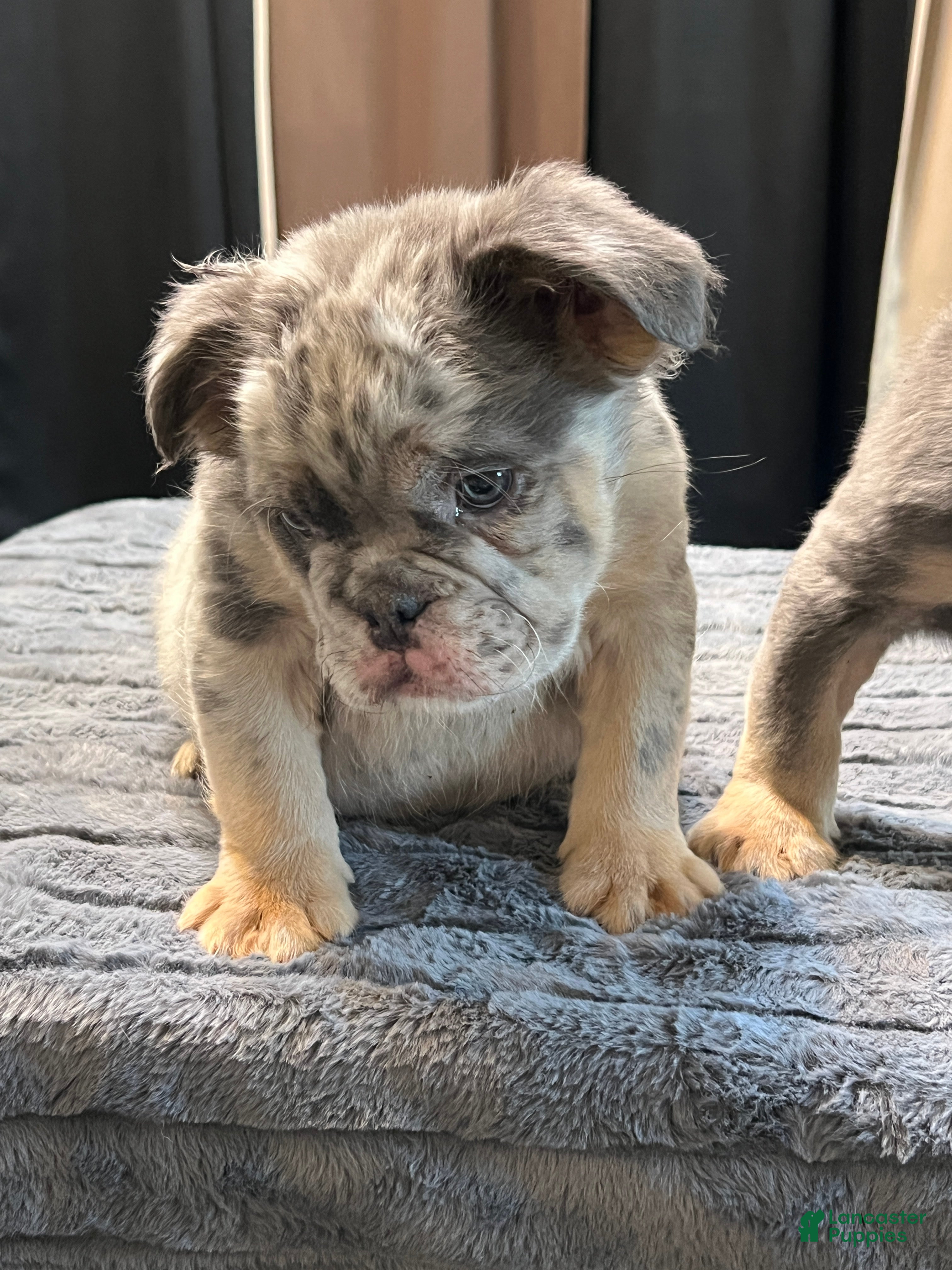 English Bulldog dogs Little fluff - Ad 2