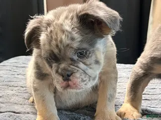 English Bulldog dogs Little fluff - Ad 2