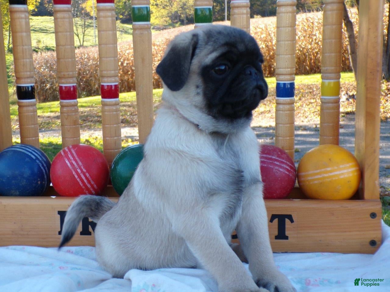 Pug dogs for sale: Pumpkin - Ad 2