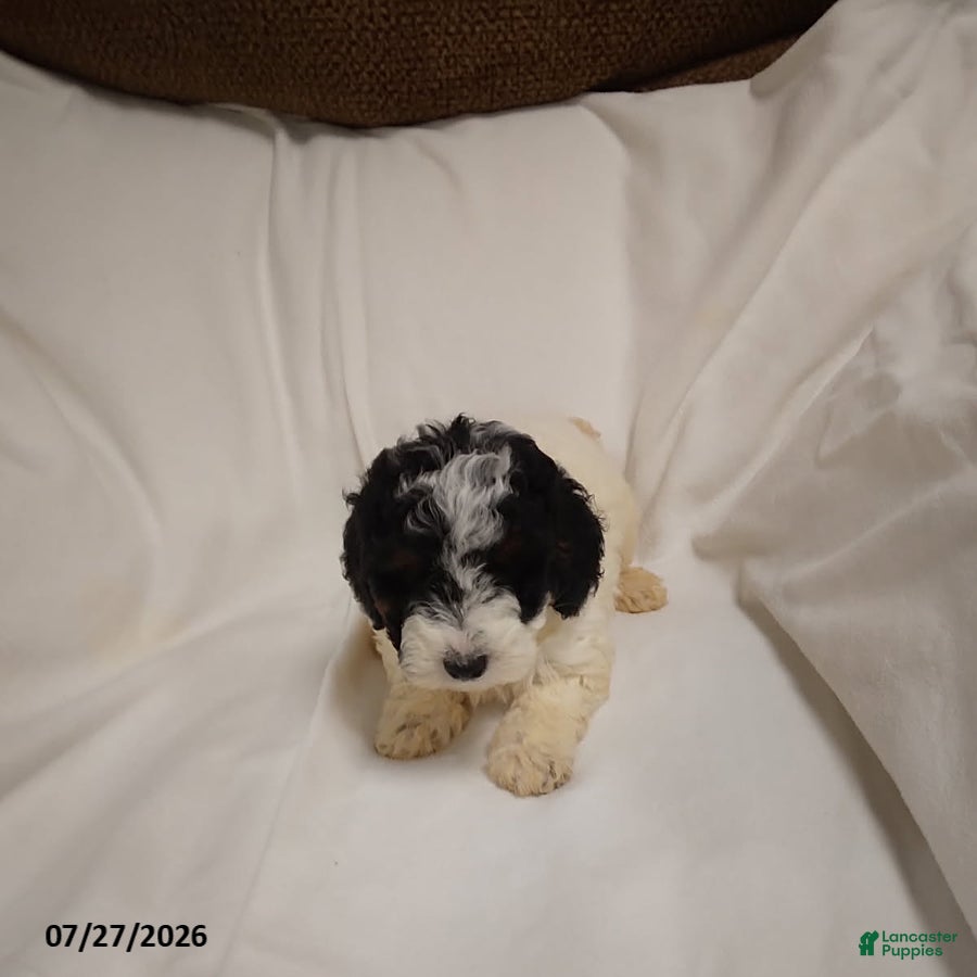 Miniature Poodle dogs Molly - Ad 2