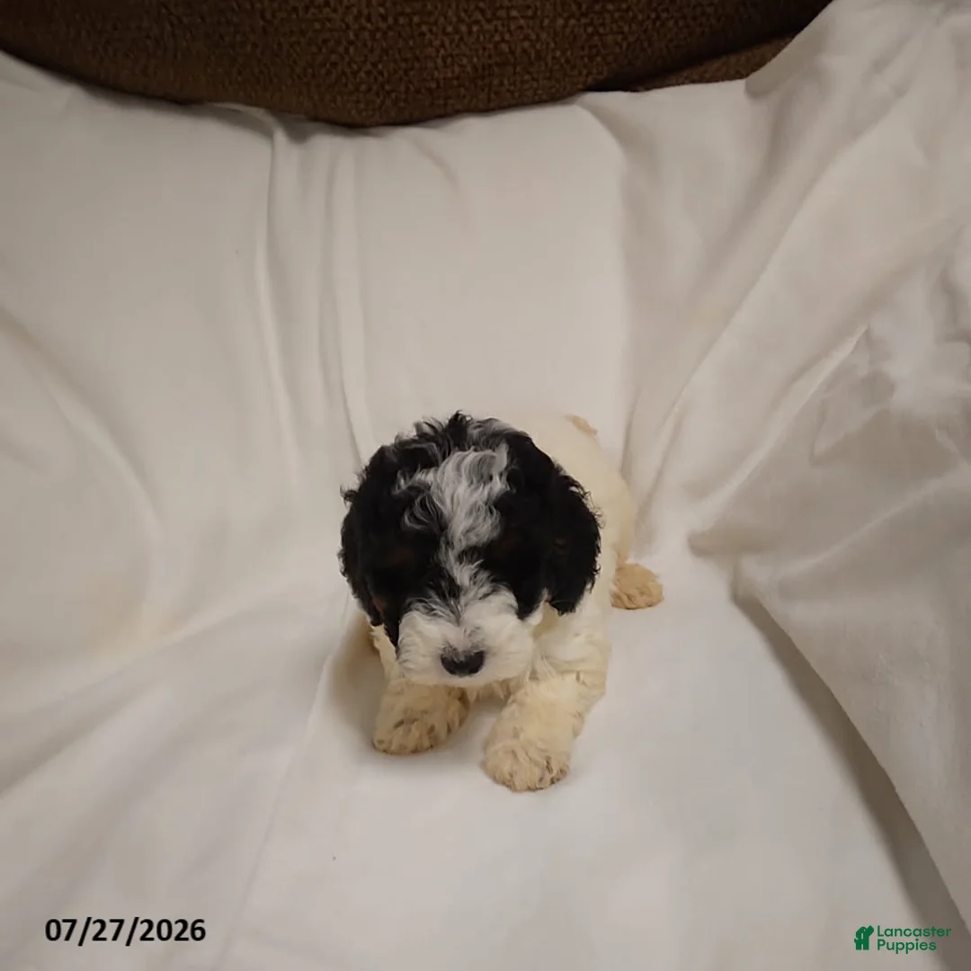 Miniature Poodle dogs for sale: Molly - Ad 2