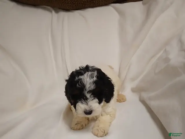 Miniature Poodle dogs for sale: Molly - Ad 2